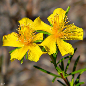 St. John's Wort, shown here, is a commonly marketed homeopathic drug. Photo credit: Bob Peterson. Used under the Creative Commons (CC BY 2.0)