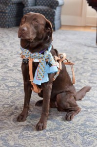 Karra DeLuca, assistant and guide dog to Stephanie DeLuca.